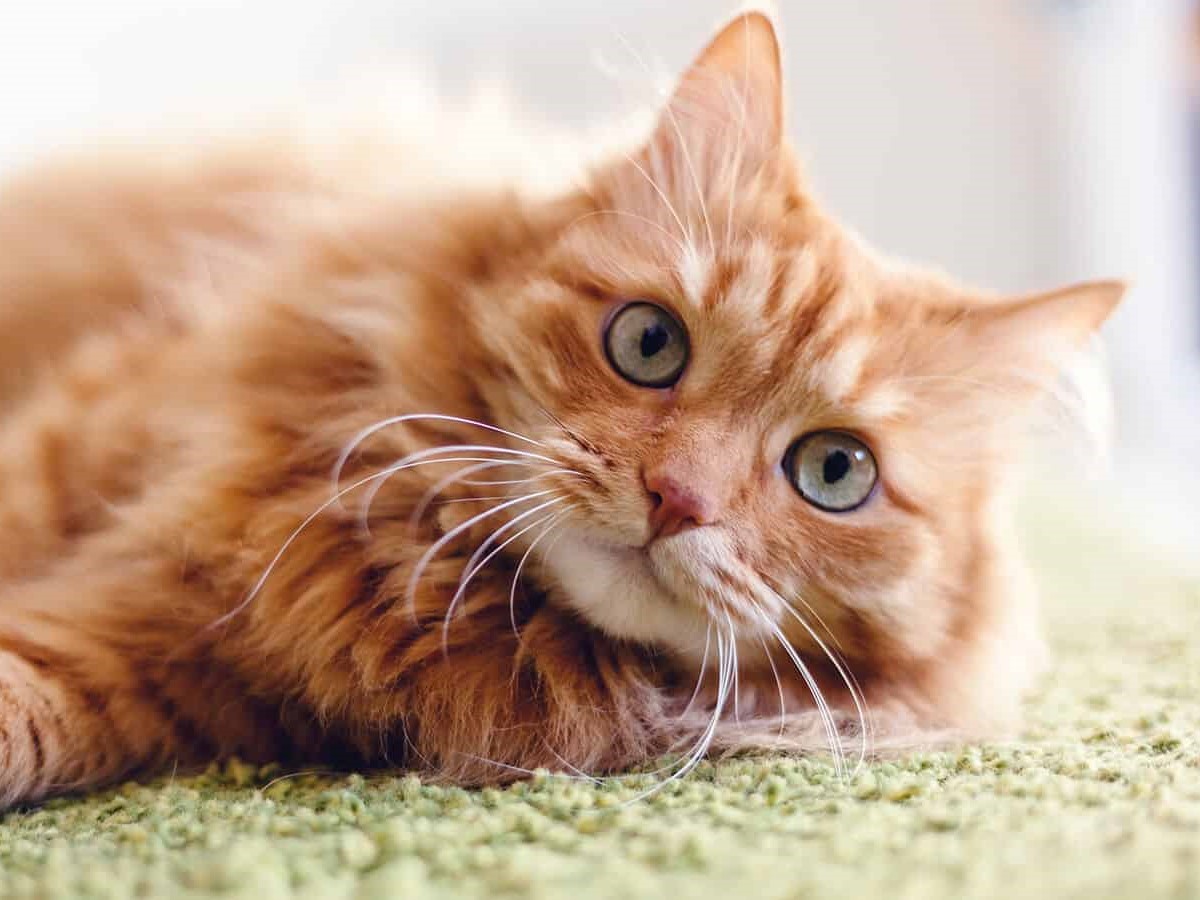 A photo of an orange fluffy cat.