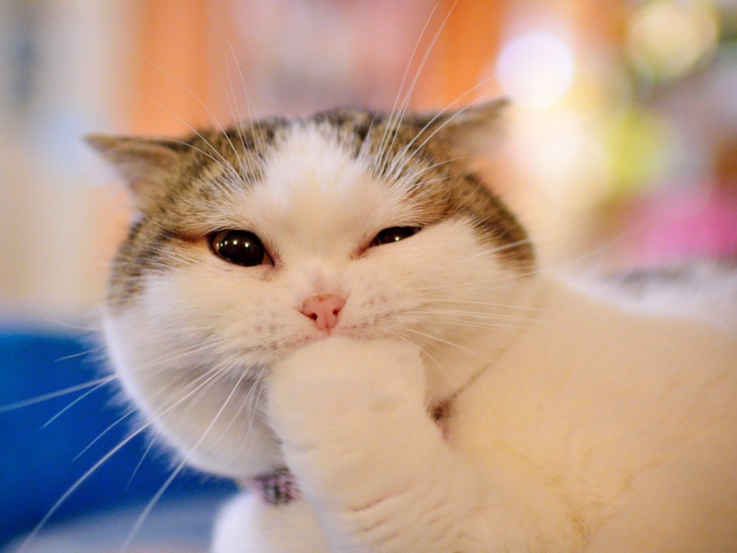 A photo of a white cat with grey ears eating its paw.