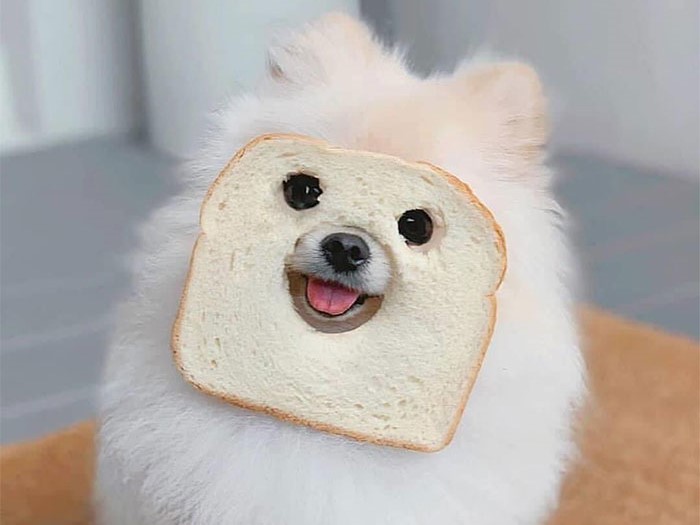 A photo of a dog with a piece of bread on its face.